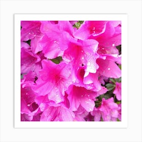 Pink Azaleas 33 Art Print