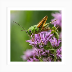 Grasshopper On Purple Flower Art Print