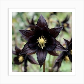 Black Hellebore Art Print