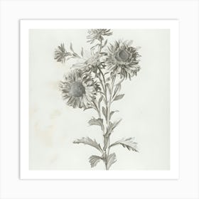 Chrysanthemums 1 Art Print