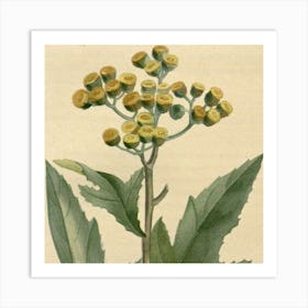 Flowering Plant Art Print