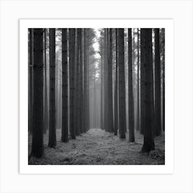 Forest Path 16 Art Print