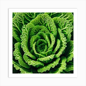 Close Up Of A Cabbage 4 Art Print