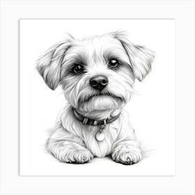 Maltese Terrier 1 Art Print