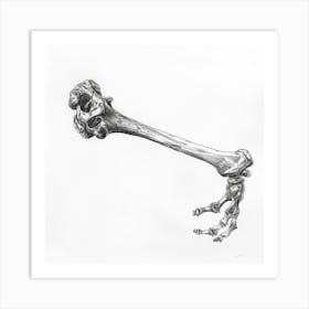 Skeleton Of A Bird Art Print