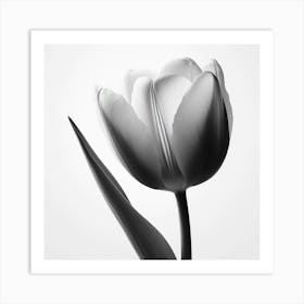 Black And White Tulip Art Print