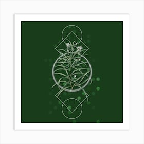 Vintage Narrow Leaved Spider Flower Botanical with Geometric Line Motif and Dot Pattern Art Print