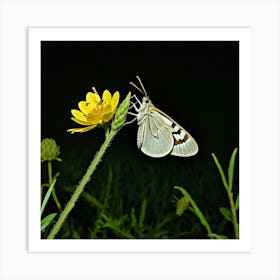 Butterfly 4 Art Print