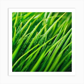 Green Grass With Water Droplets 3 Art Print