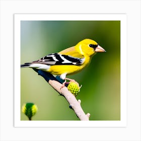 Goldfinch 14 Art Print