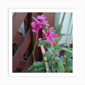 Pink Orchids 5 Art Print