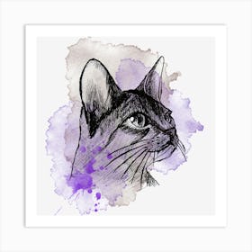 Syrian Cat Art Print