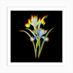 Prism Shift Spanish Iris Iris xiphium Botanical Illustration on Black Art Print