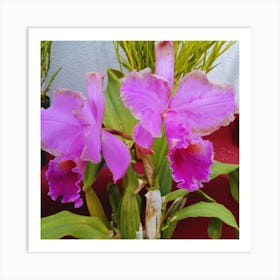 Orchids 37 Art Print