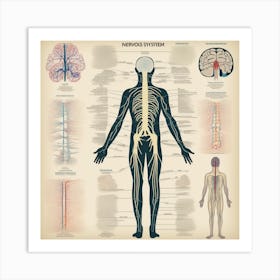 Human Nervous System 3 Art Print