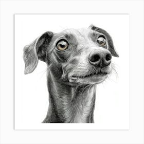 Greyhound 1 Art Print