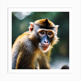 Monkey Stock Photos & Royalty-Free Footage Art Print