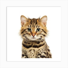 Bengal Kitten 2 Art Print