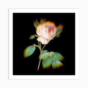 Prism Shift Centifolia Roses Rosa Centifolia Botanical Illustration on Black n.0361 Art Print