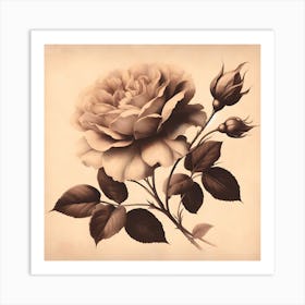Sepia Rose Art Print