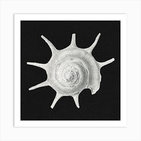 Vintage Shell 1, Ernst Haeckel Art Print