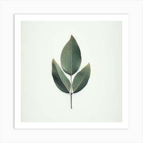Eucalyptus Leaf Isolated On White Background Art Print