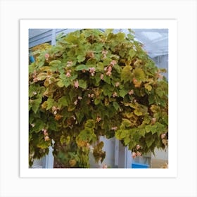 Hanging Ivy Art Print