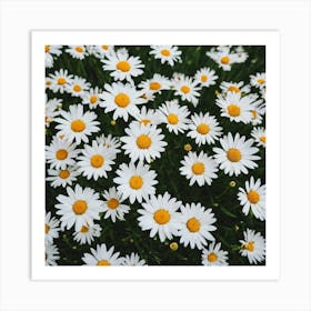 Daisy Field 2 Art Print