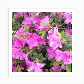 Azaleas 9 Art Print