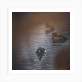 Duck With A Plan Square Art Print