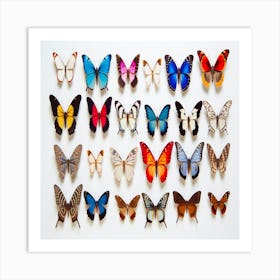 Butterfly Collection,Beautiful butterfly collection Art Print