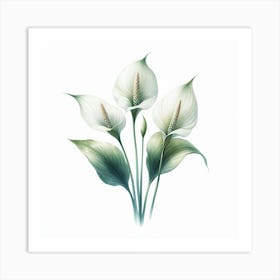 Flowers of Spathiphyllum 1 Art Print