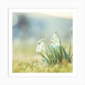 Snowdrops Art Print