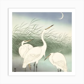 Herons in shallow water Art Print