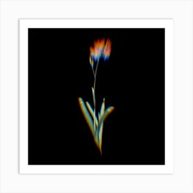 Prism Shift Corn Lily Botanical Illustration on Black n.0431 Art Print