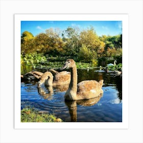 Swans In The Pond Art Print