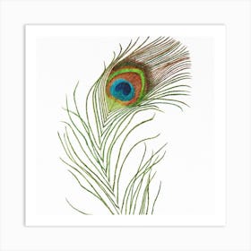 Peacock Feather Art Print