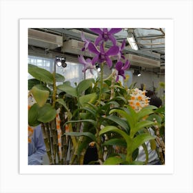 Orchids In A Greenhouse 5 Art Print