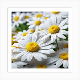 Close Up Of White Daisies Art Print