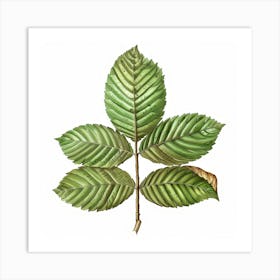 Sassafras Leaf Art Print