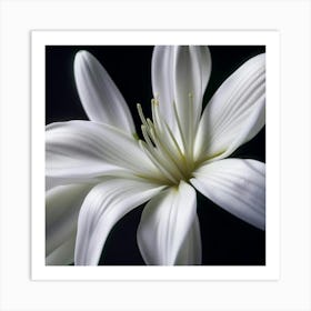 White Lily Art Print