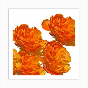 Orange Carnations Art Print