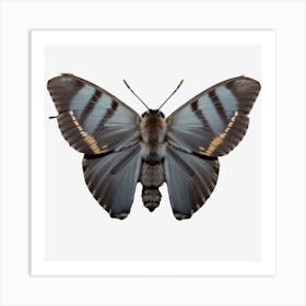 Butterfly 1 Art Print