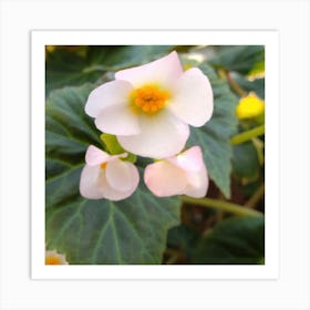 Viola White Art Print