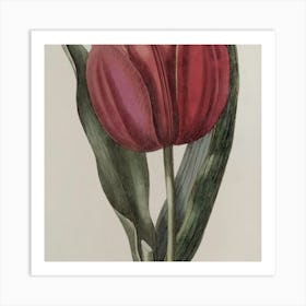 Tulip 2 Art Print