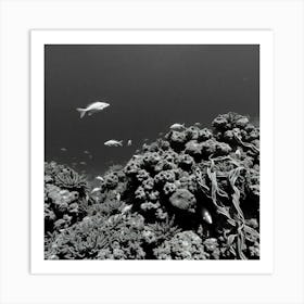 Black And White Image Of A Coral Reef Art Print