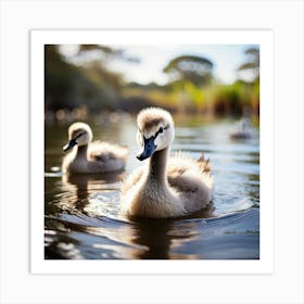 Two Swans Swimming Art Print