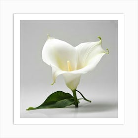 Calla Lily 5 Art Print