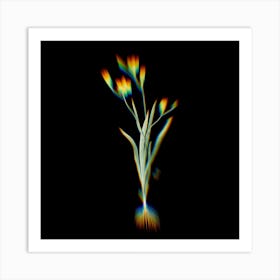 Prism Shift Ixia Bulbifera Botanical Illustration on Black Art Print