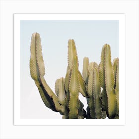 Green Cactus Square Art Print